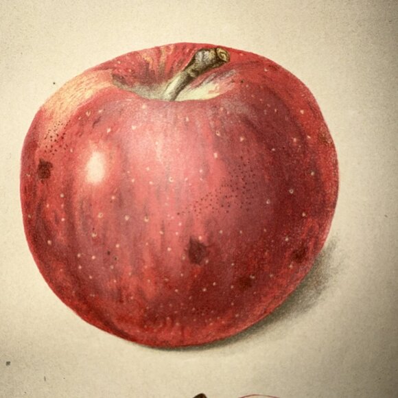 Stayman Winesap Apple 1902 Antique USDA Fruit Lithograph Print Framed Botanical - Picture 9 of 16